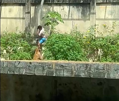 Homem é morto por leoa após invadir jaula no Parque da Bica, em João Pessoa