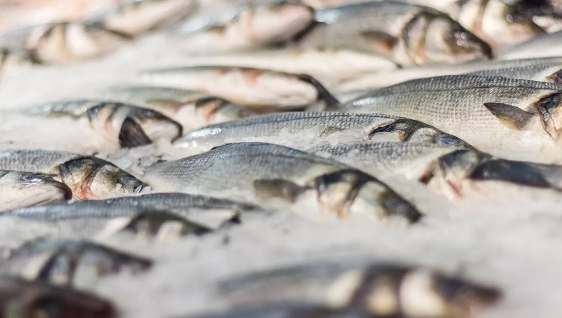 Permanência de tarifas dos EUA afeta pescados do Brasil: ‘Setor está em encolhimento’