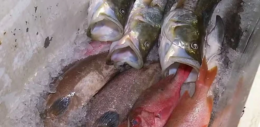 Sesap investiga cinco surtos de ciguatera no RN e orienta evitar consumo de peixe arabaiana