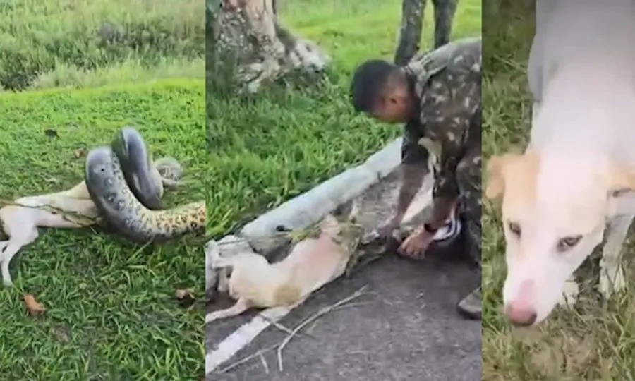 Cachorro é atacado por sucuri de 3 metros e é salvo por militares do Exército