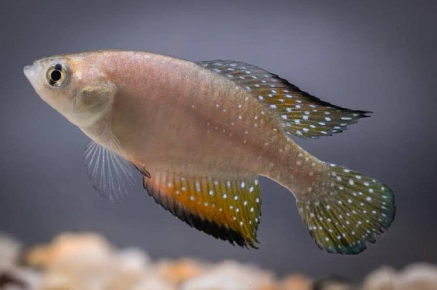 Pesquisadores identificam contaminação por petróleo em habitats de peixes ameaçados de extinção no RN