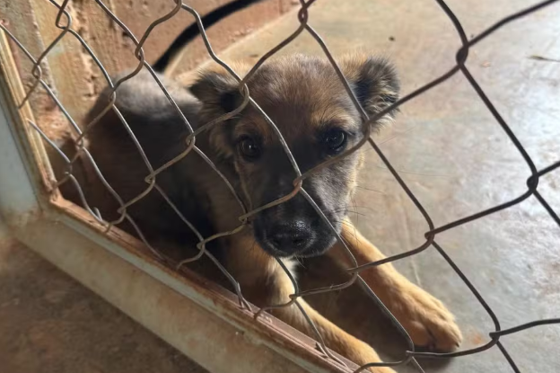 RN tem 131 casos de maus-tratos a animais no 1º trimestre de 2026