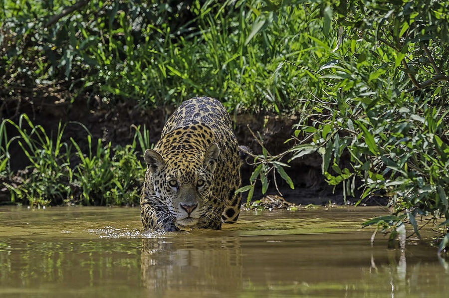 Amazônia e Cerrado registram queda de 35% nos alertas de desmatamento em junho, diz Inpe