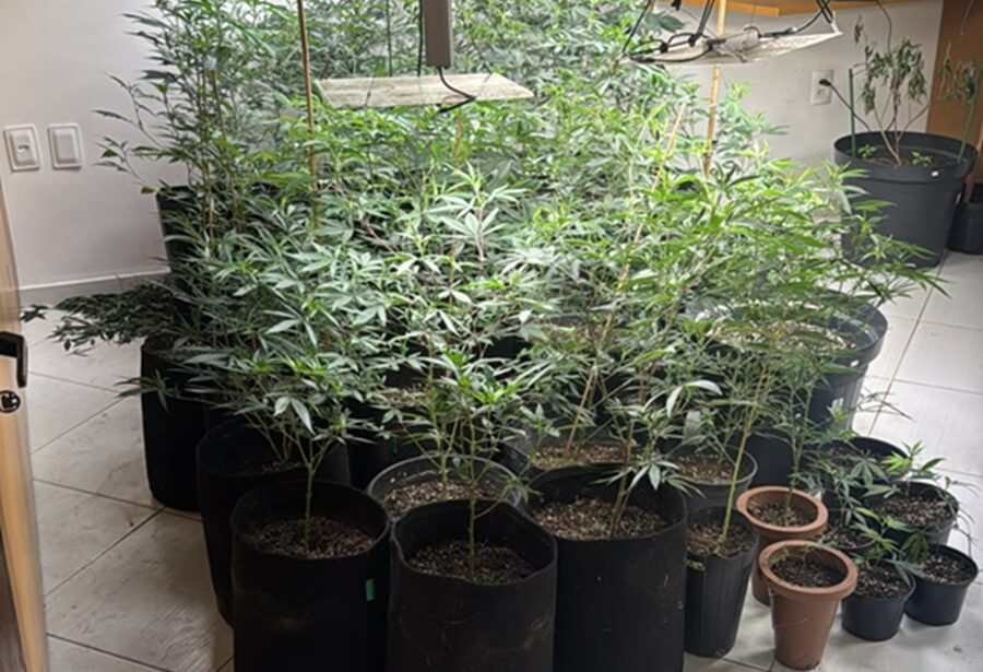 Polícia desmonta laboratório de cultivo de flores de maconha em Natal
