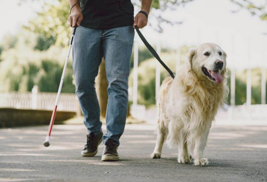 Nova lei institui política de incentivo a cães-guia no RN