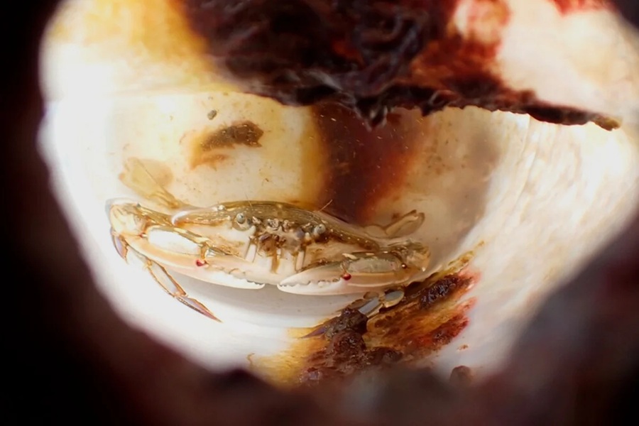 Caranguejo é encontrado vivo dentro de garrafa plástica após crescer no oceano