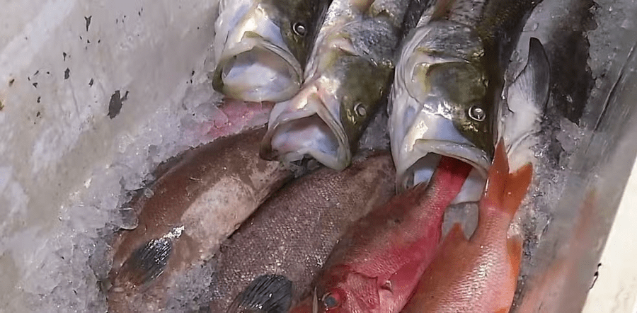 Sesap orienta evitar consumo de 9 espécies de peixes após aumento de casos de ciguatera no RN